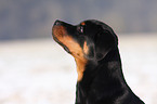 Rottweiler im Winter