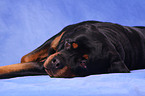 liegender Rottweiler