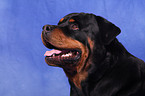 Rottweiler Portrait