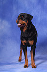 stehender Rottweiler