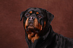 Rottweiler Portrait