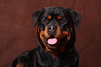 Rottweiler Portrait