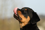 Rottweiler Welpe Portrait