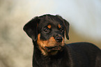 Rottweiler Welpe Portrait