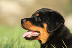 Rottweiler Welpe Portrait