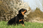 sitzender Rottweiler Welpe