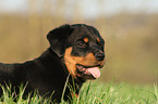 Rottweiler Welpe