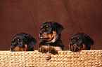 Rottweiler Welpen