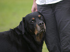 Rottweiler Portrait