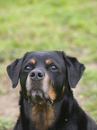 Rottweiler Portrait