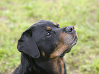 Rottweiler Portrait