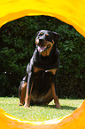 Rottweiler beim Agility