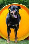 Rottweiler beim Agility