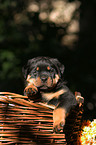 Rottweiler Welpe