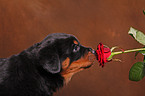 Rottweiler Welpe