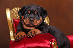 Rottweiler Welpe