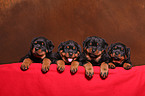 Rottweiler Welpen