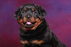 Rottweiler Welpe