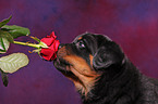 Rottweiler Welpe