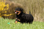 rennender Rottweiler Welpe