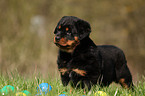 Rottweiler Welpe