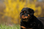 Rottweiler Welpe