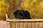 Rottweiler Welpe