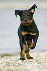 rennender Rottweiler Welpe