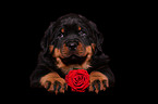 Rottweiler Welpe