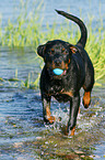 junger Rottweiler