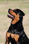 Rottweiler Portrait