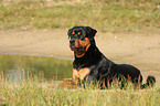 Rottweiler