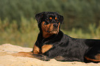 Rottweiler