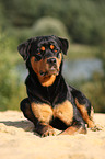 Rottweiler