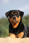 Rottweiler Portrrait