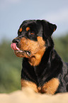 Rottweiler Portrrait