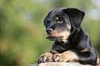 Rottweiler Welpe