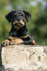 Rottweiler Welpe