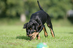 Rottweiler Welpe