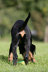 Rottweiler Welpe