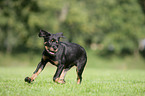 Rottweiler Welpe