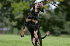 Rottweiler Welpe