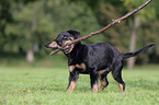 Rottweiler Welpe