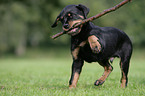 Rottweiler Welpe