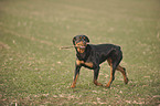 spielender Rottweiler