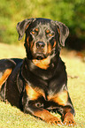 Rottweiler