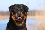 Rottweiler Portrait