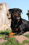 liegender Rottweiler