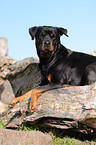 liegender Rottweiler