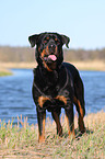 stehender Rottweiler